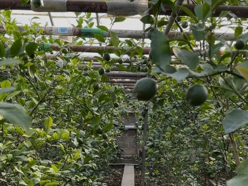 Lemon trees