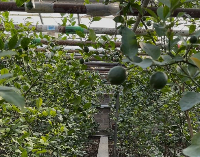 Lemon trees