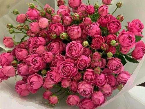 Pink Bunch