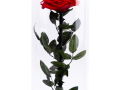 Rose ''EM Flowers'' Eternal 37 cm