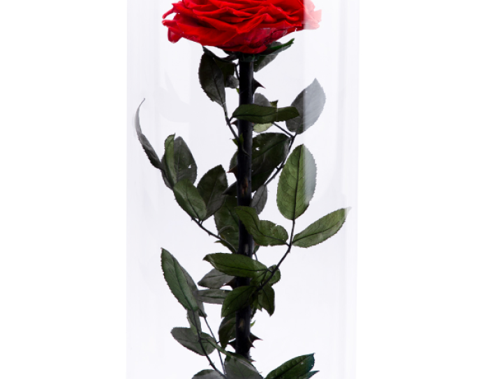 Rose ''EM Flowers'' Eternal 37 cm