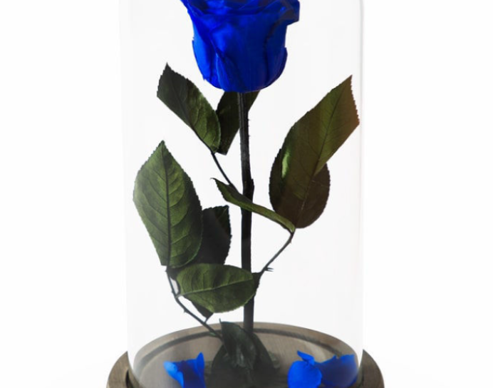 Rose `EM Flowers` Eternal Dark Blue 33 cm