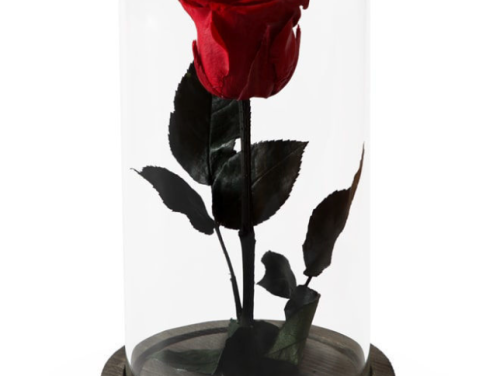 Rose `EM Flowers` Eternal Red 23 cm
