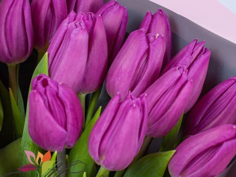 Bouquet - Tulips (x15)