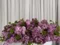 Lilac lover