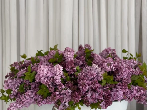Lilac lover