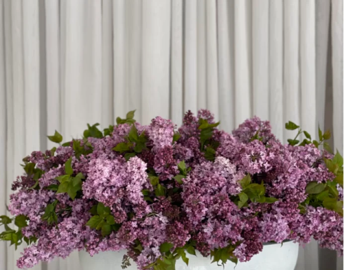 Lilac lover