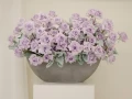 Lavender Harmony