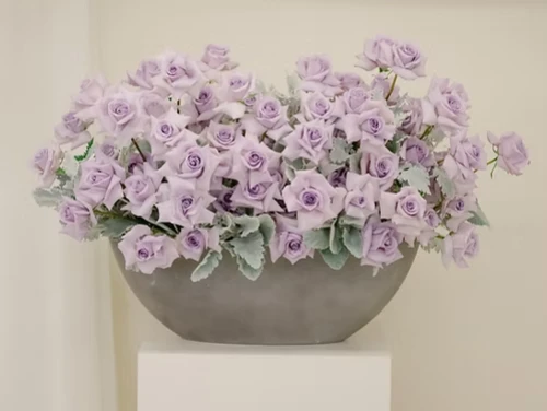 Lavender Harmony
