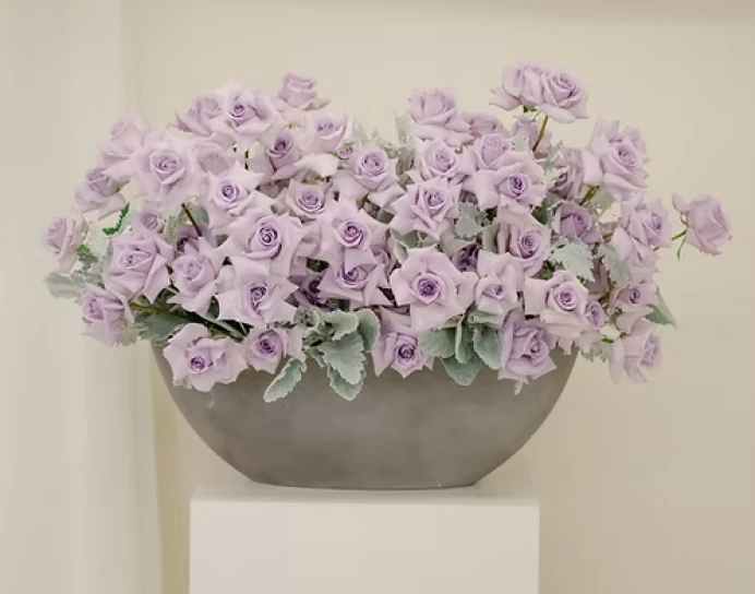 Lavender Harmony