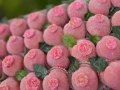 Sugar Pastries