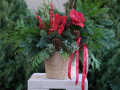 Holiday Amaryllis Garden