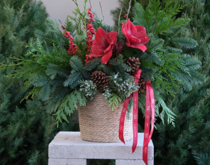 Holiday Amaryllis Garden