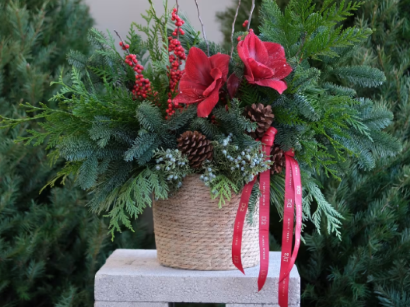 Holiday Amaryllis Garden